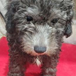 Dusk - Black male Poodle puppy in Neosho, Missouri from Star Light Pups