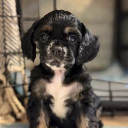 Peg - Black white and tan female Cocker Spaniel puppy in Nixa, Missouri from LoElls Cocker Spaniels