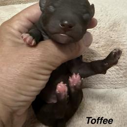 Toffee - Chocolate male American Hairless Terrier puppy in Buckingham, Illinois from Gaus Hof