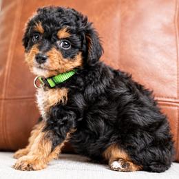 Cedar - Phantom male Bernedoodle puppy in Salt Lake City, Utah from Country Lane Doodles