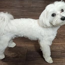 Princess - Maltese