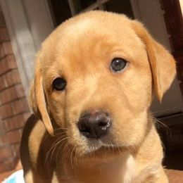 Labrador Retrievers from Jam’s Kennels