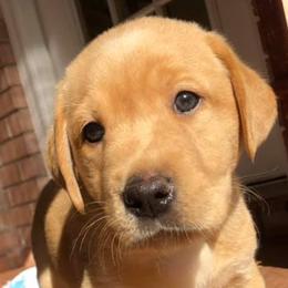 Labrador Retrievers from Jam’s Kennels