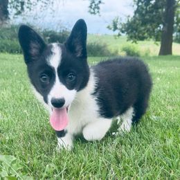 Lemon - Black and white female American Corgi puppy in Bloomfield, Iowa from Beebe’s Corgis | Seven B Corgi Co