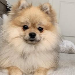 Pomeranians from Mandy's Precious Poms