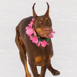 Doberman Pinschers from Candace Brey's Doberman Pinschers