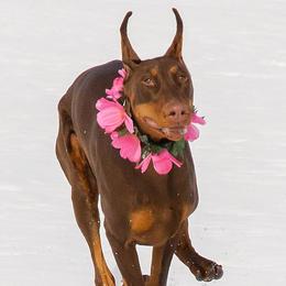 Doberman Pinschers from Candace Brey's Doberman Pinschers