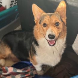 Gracie - Pembroke Welsh Corgi