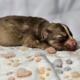 Yuji - Red and white male Siberian Husky puppy in Buckeye, Arizona from Anime Huskies
