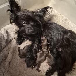 Velvet - Yorkshire Terrier