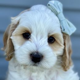 Australian Labradoodle Puppies from Grand Peaks Labradoodles