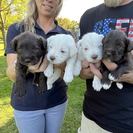 Miniature Schnauzer Puppies from Hume Family Mini Schnauzers