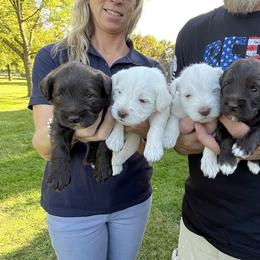 Miniature Schnauzer Puppies from Hume Family Mini Schnauzers