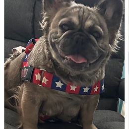 Bacardi - French Bulldog