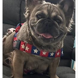 Bacardi - French Bulldog