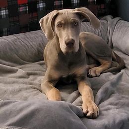 Great Dane Puppies from Night Magic Danes