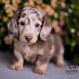 Waylon - Dapple male Dachshund puppy in Brooksville, Florida from Dapper Doxies