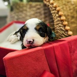 Chestnut - Tri-color male Bernedoodle puppy in Russell Springs, Kentucky from 270 Doodles