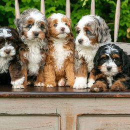 Bernedoodle puppies from EasyBreezyDoodles