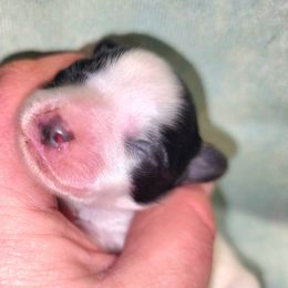 Boy 2 - Black and white male Companion Cross puppy in Davenport, Washington from Lovely Ladies and Little Asses Miniature Equines (L3A Pomeranians & Papillons)