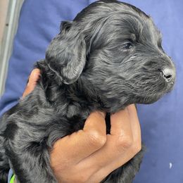 Labradoodle Puppies from Koko's Klub
