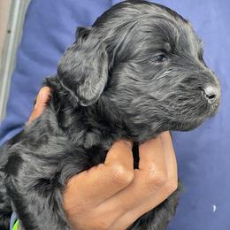 Labradoodle Puppies from Koko's Klub