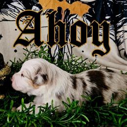 Ahoy - Red merle female Australian Shepherd puppy in Wheatland, Wyoming from Jorvik Australian Shepherds