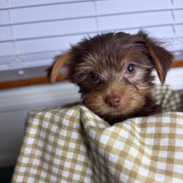 Brownie - Chocolate, tan and white male Yorkshire Terrier puppy in Illinois from Pretty Little Yorkies