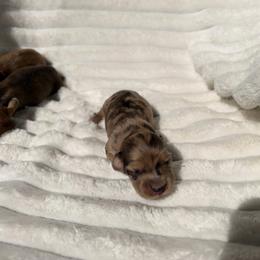 Female 1 Dapple - Cream female Dachshund puppy in Magnolia, Texas from J&R Macias Dachshunds