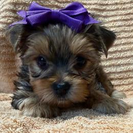 Tawnee's Trudy Female - Black and gold female Yorkshire Terrier puppy in Lexington, North Carolina from Silver Valley Yorkies