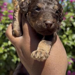 Aurora - Phantom female Poodle puppy in Corona, California from Garden Of Poodles