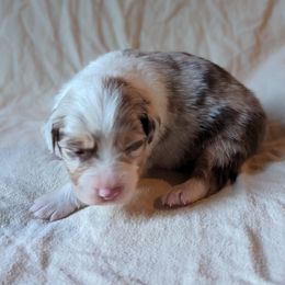 Boy 1 - Red merle Australian Shepherd puppy in Sanger, California from A&M Australian Shepherds