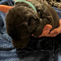 Blue collar - Black seal male German Shepherd puppy in Garrett, Indiana from Devil-Dog Shepherds