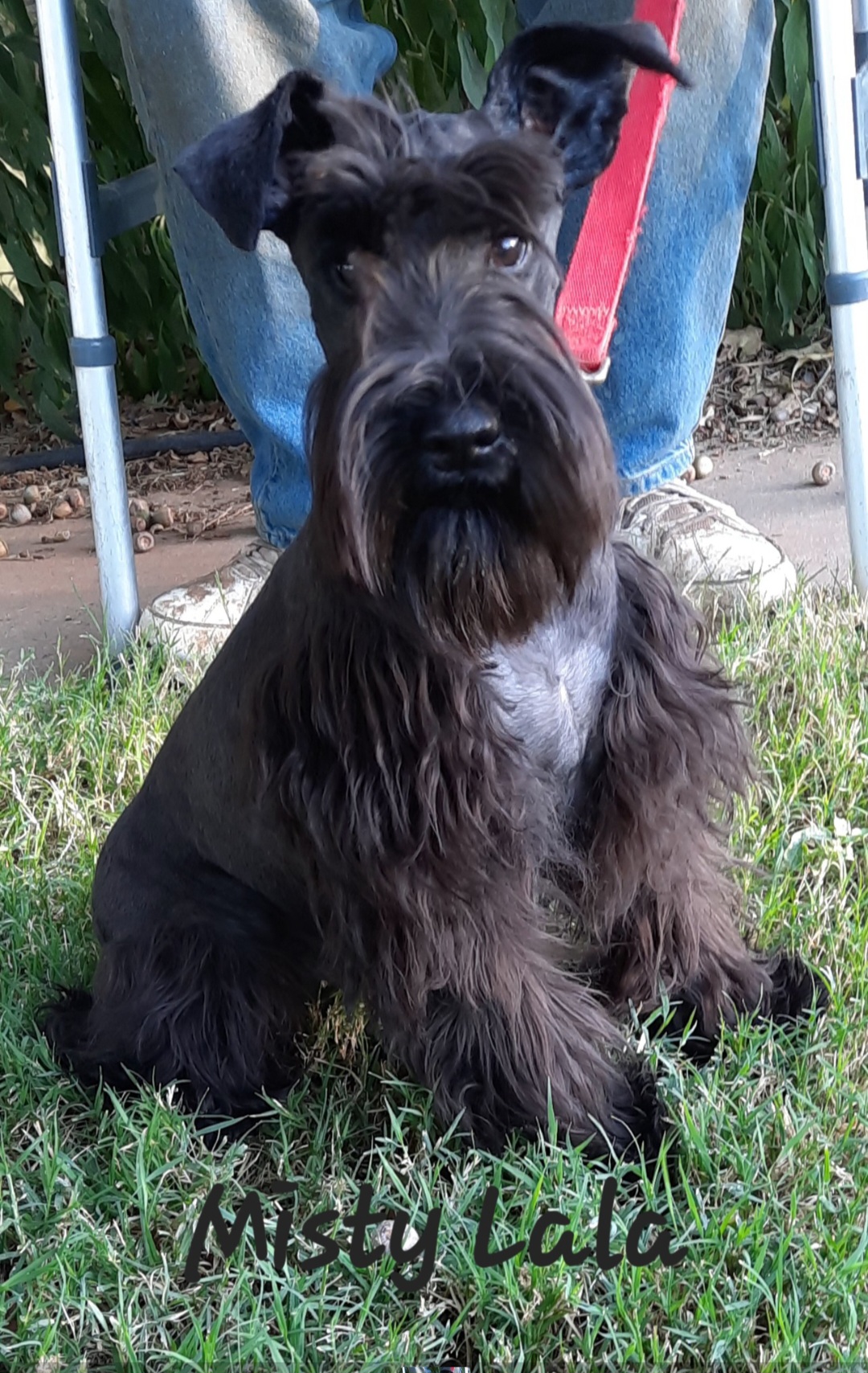 Misty Lala - Miniature Schnauzer