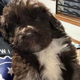 Crispix - Brown male Newfoundland puppy in Saukville, Wisconsin from Crossroads Canines ~ Newfoundland Dogs