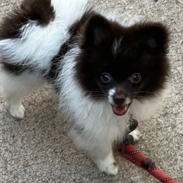 Girl 3 - Chocolate Pomeranian puppy in Kansas City, Missouri from S&K Pomeranians