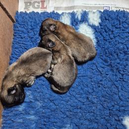 Andy - Fawn male Pekingese puppy in Pittsburgh, Pennsylvania from Wyn-d-hill pekingese