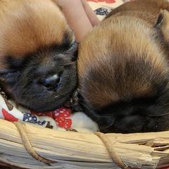 Brussels Griffons from Charming Brussels Griffon