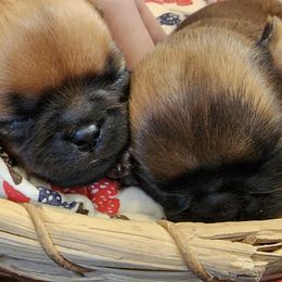 Brussels Griffons from Charming Brussels Griffon