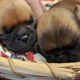Brussels Griffons from Charming Brussels Griffon