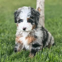 Willow - Merle female Bernedoodle puppy in Payson, Utah from Little Diamond Doodles