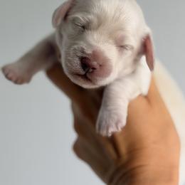 Boy 3 - Cream male Dachshund puppy in Martinsville, Virginia from Ana’s Beautiful Doxies