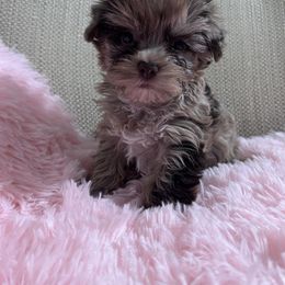 2 - Chocolate and tan male Yorkshire Terrier puppy in Knoxville, Tennessee from Little Yorkie Company