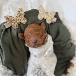 Charm - Red female Cavapoo puppy in Queen Creek, Arizona from Sunny Doodles