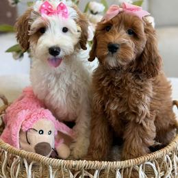 Fudge - Parti female Goldendoodle puppy in Yuciapa, California from AlltheDoodlez_