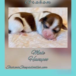 Graham - Fawn sable male Havapoo puppy in Roseburg, Oregon from Sharon’s Sheepadoodle’s