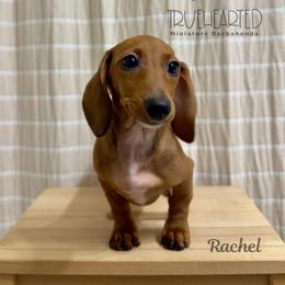 Rachel - Red female Dachshund puppy in Royse City, Texas from Truehearted Miniature Dachshunds