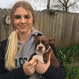 Boston Terrier Puppies from High Plains Bullies