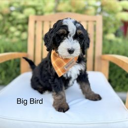 Big Bird - Tri-color male Bernedoodle puppy in Springville, Utah from JW Doodles