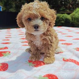 Ronni - Red female Cavapoo puppy in Dallas, Texas from Halo's Heroes Doodles